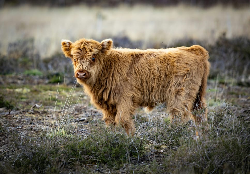 Fluffy Highland cow calf